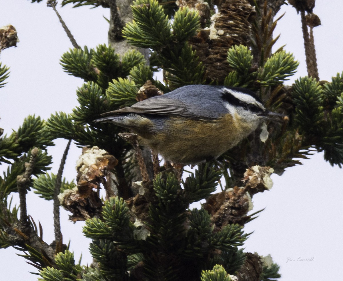 Red-breasted Nuthatch - ML119754961