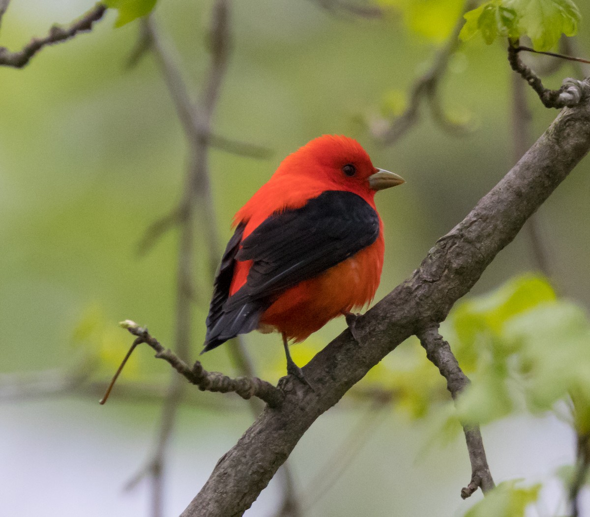 Scarlet Tanager - ML119755481