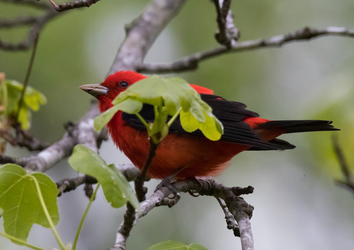 Scarlet Tanager - ML119755511