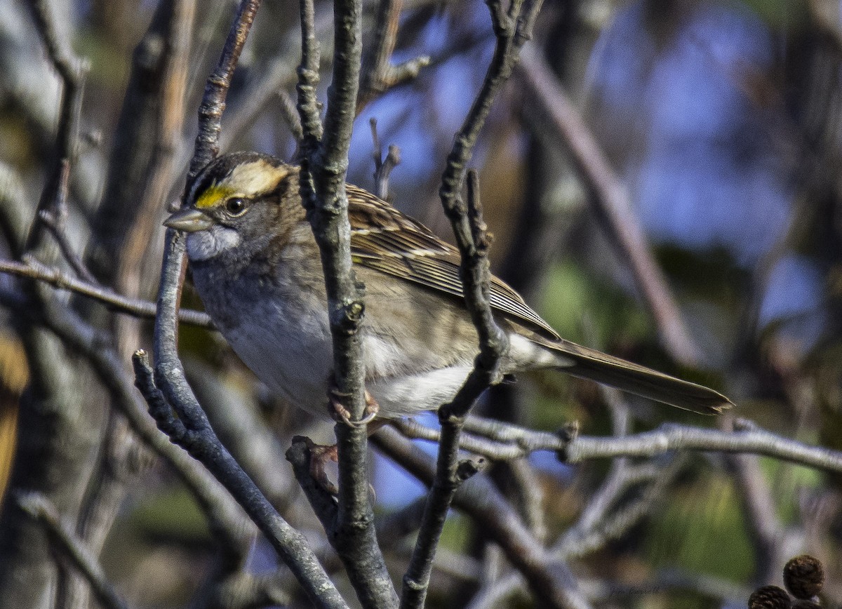 White-throated Sparrow - ML119755721