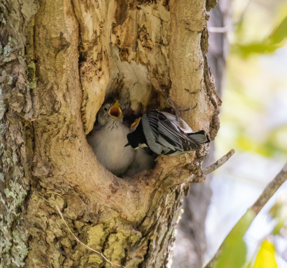 White-breasted Nuthatch - Peter Quadarella