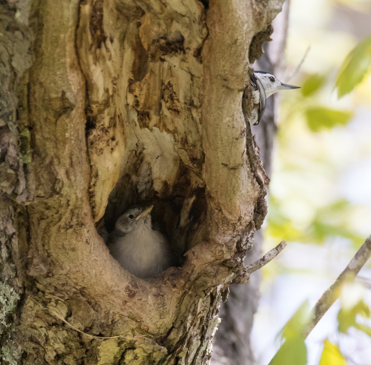 White-breasted Nuthatch - ML119758401