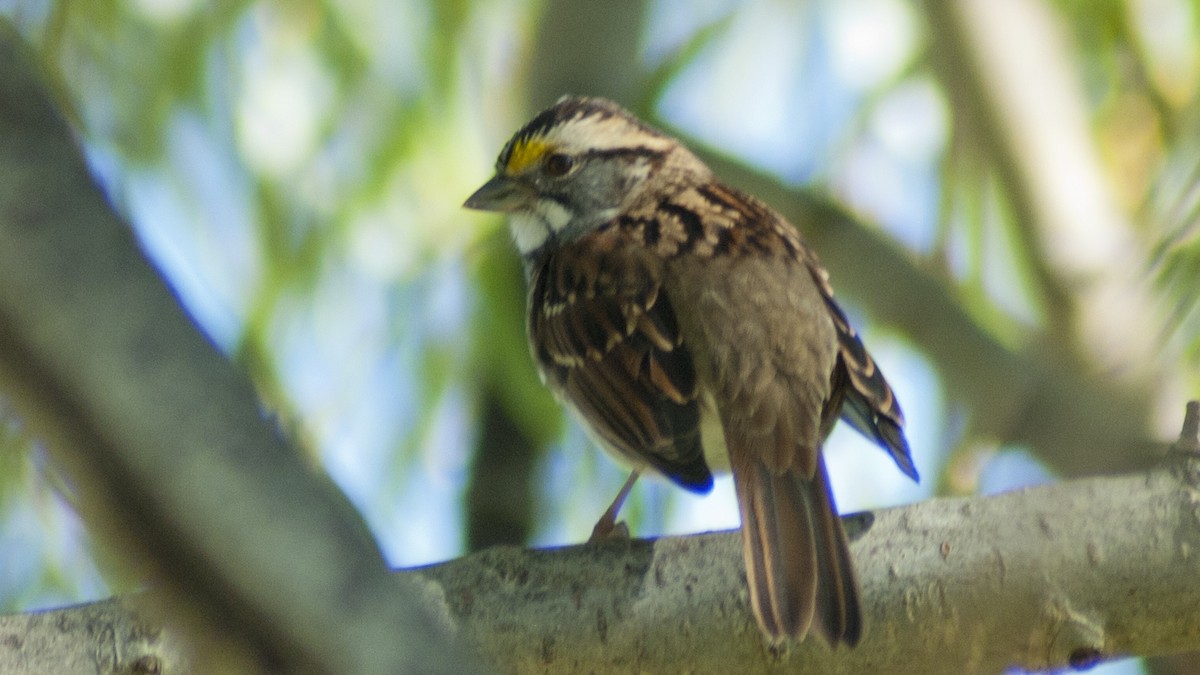 White-throated Sparrow - ML119759431