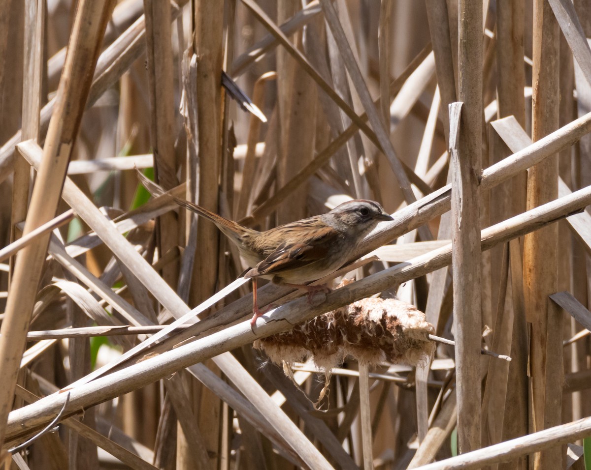Swamp Sparrow - Peter Quadarella