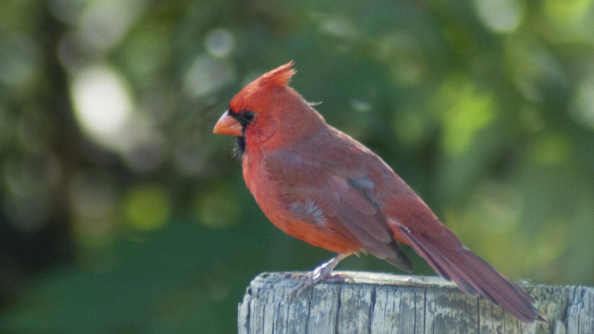Cardinal rouge - ML119759701