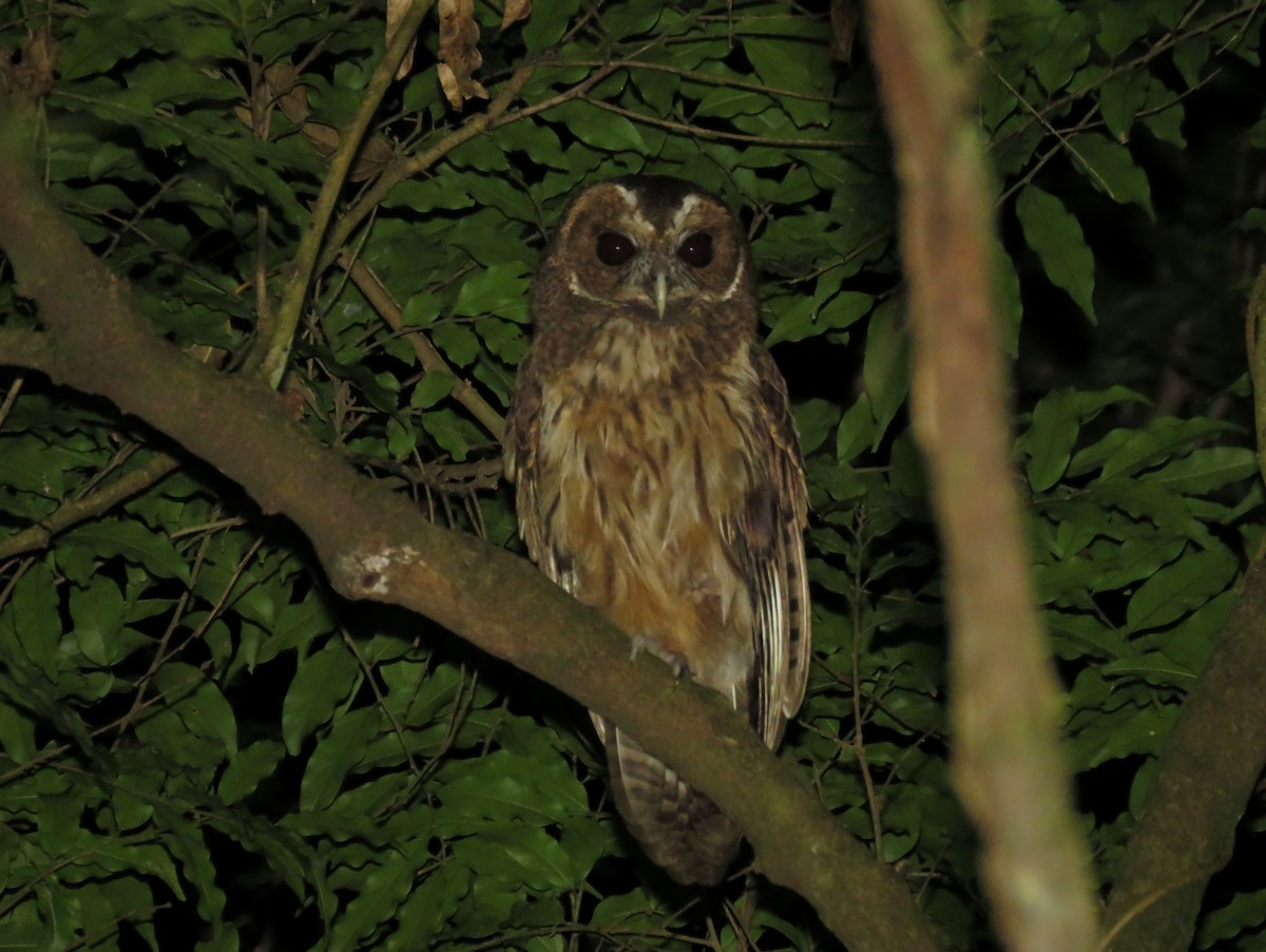 Mottled Owl (Atlantic Forest) - Arthur Gomes