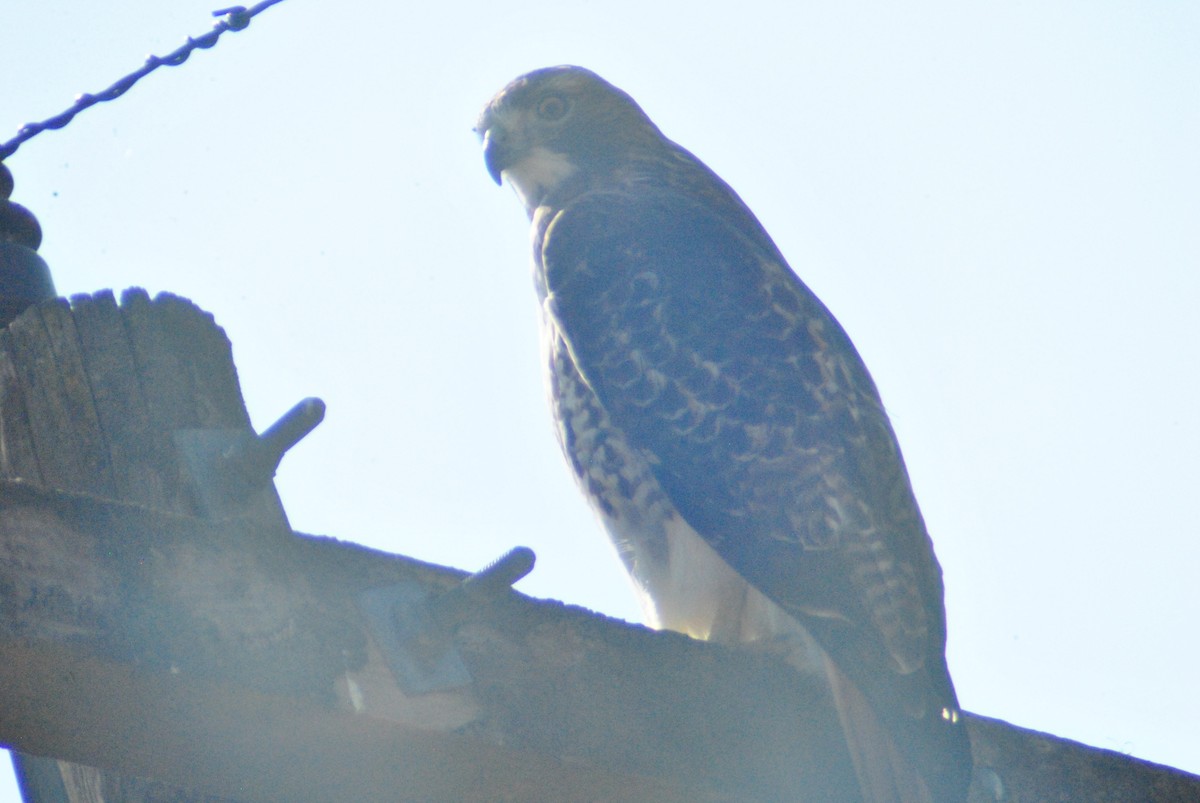 Red-tailed Hawk - ML119762751