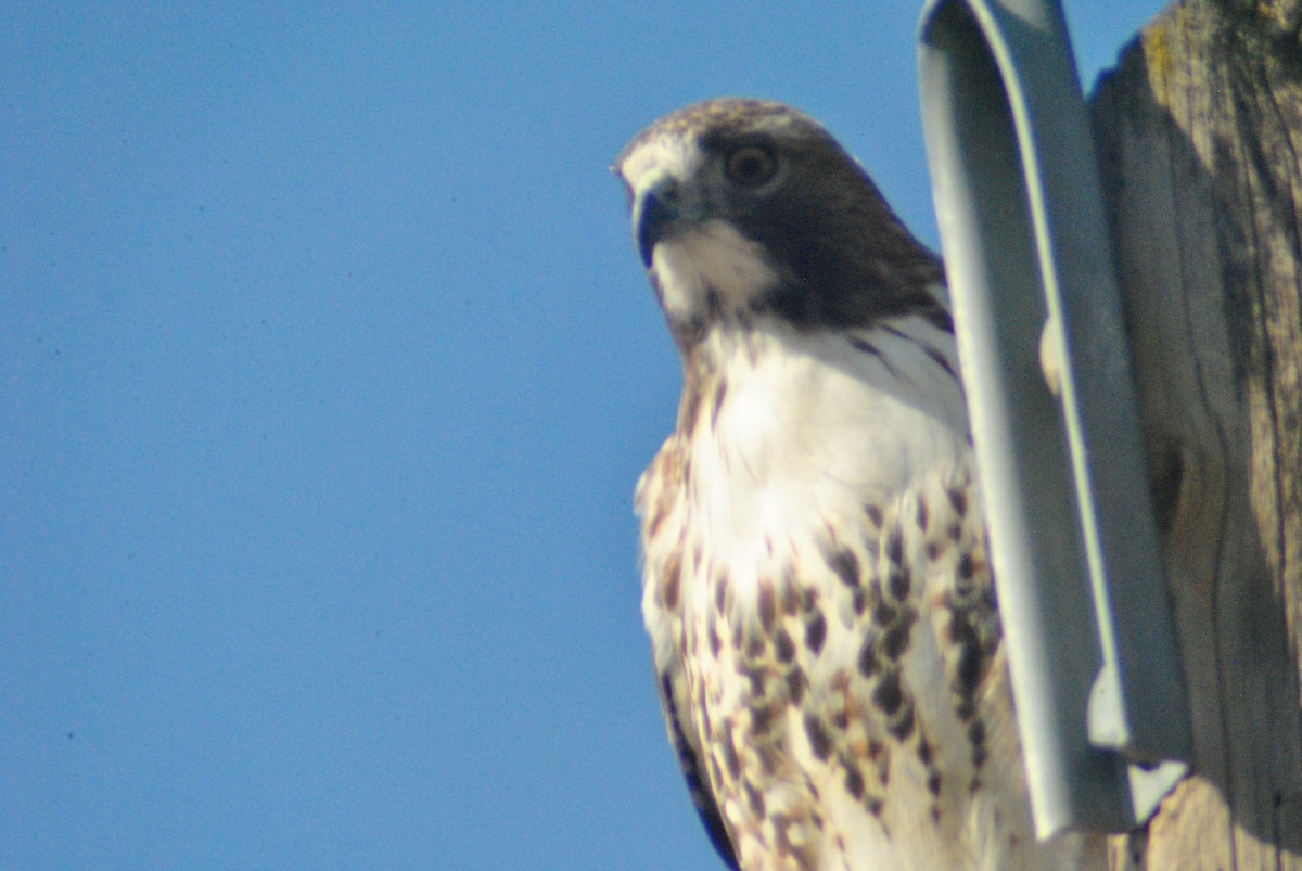 Red-tailed Hawk - ML119762871