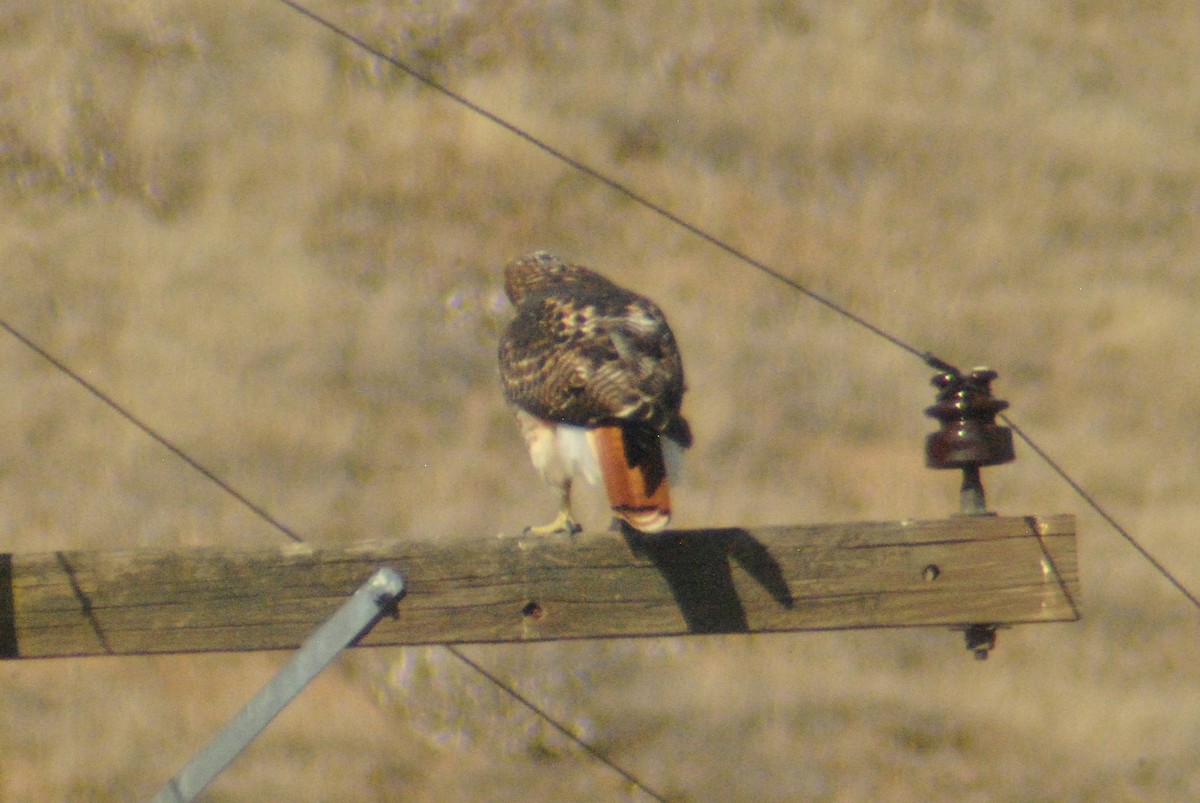 Red-tailed Hawk - ML119764061