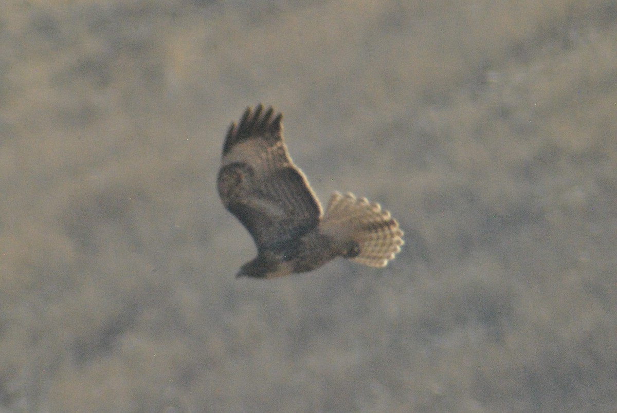 Red-tailed Hawk (calurus/alascensis) - ML119764941