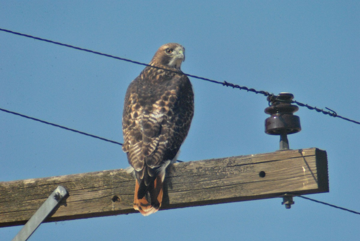 Red-tailed Hawk - ML119765151