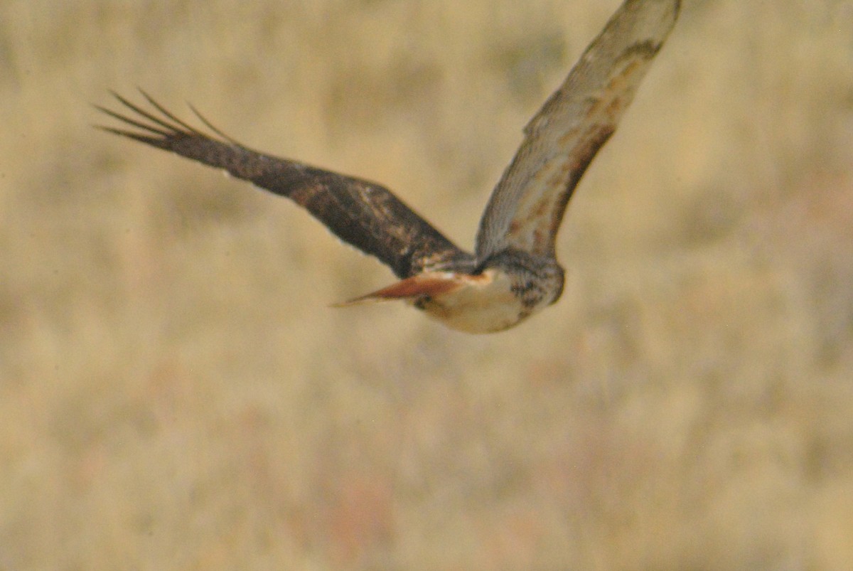 Red-tailed Hawk - ML119765211