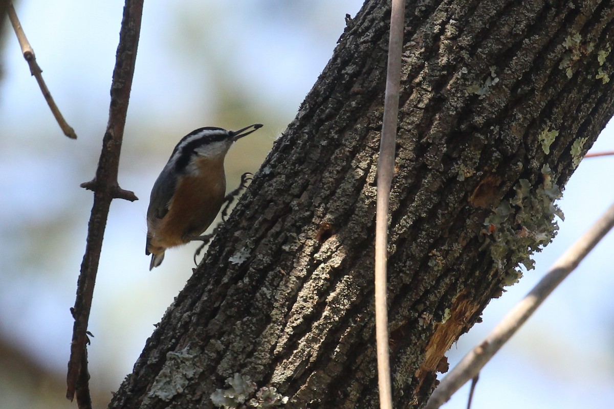 Red-breasted Nuthatch - ML119767431