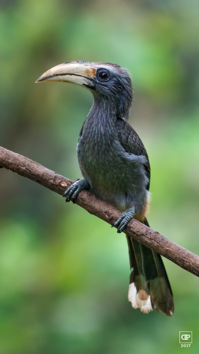 Malabar Gray Hornbill - Dilip C Gupta