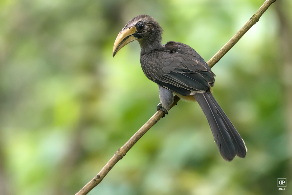 Malabar Gray Hornbill - Dilip C Gupta