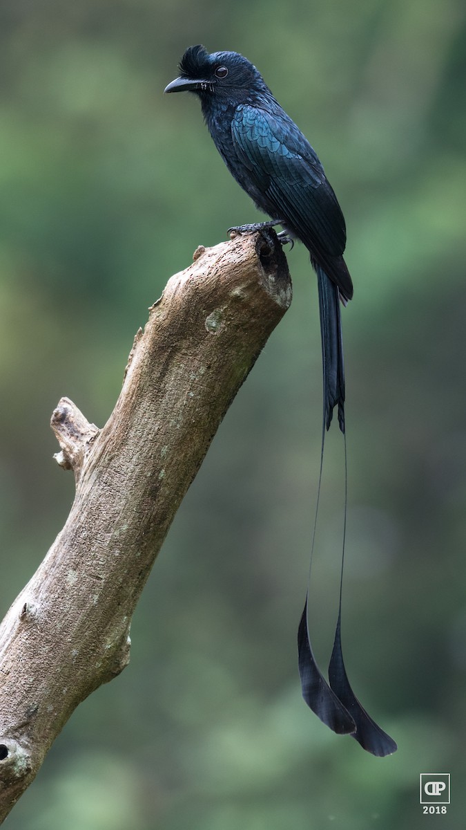Greater Racket-tailed Drongo - ML119769691