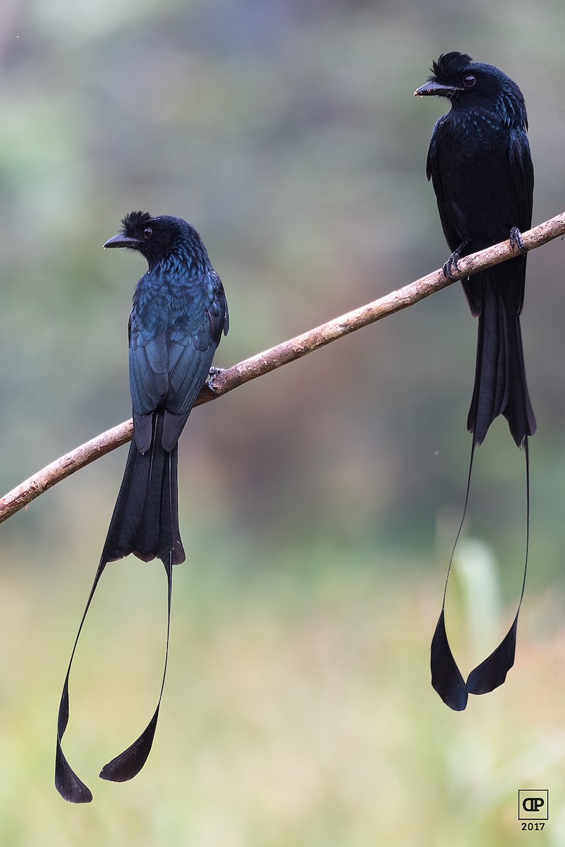 Greater Racket-tailed Drongo - ML119769731