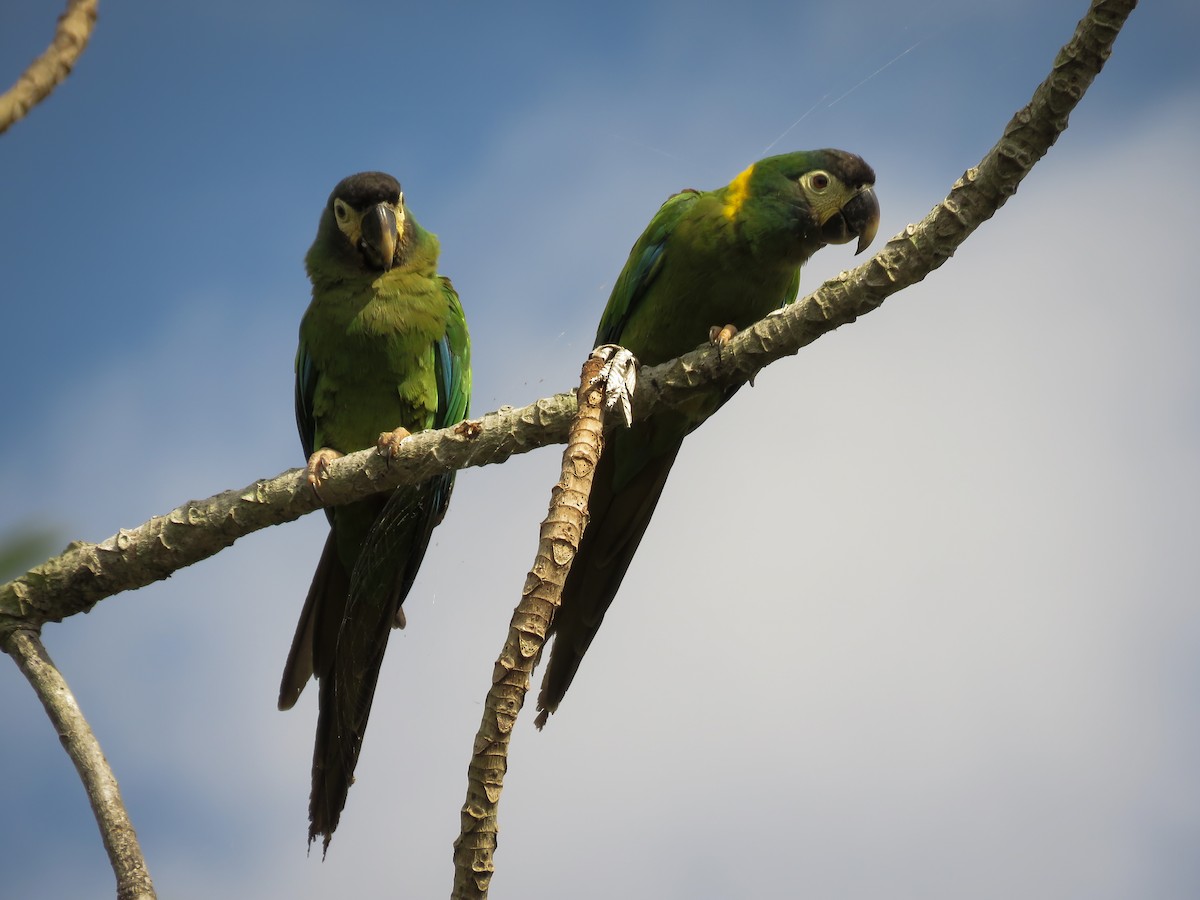 Yellow-collared Macaw - ML119769831
