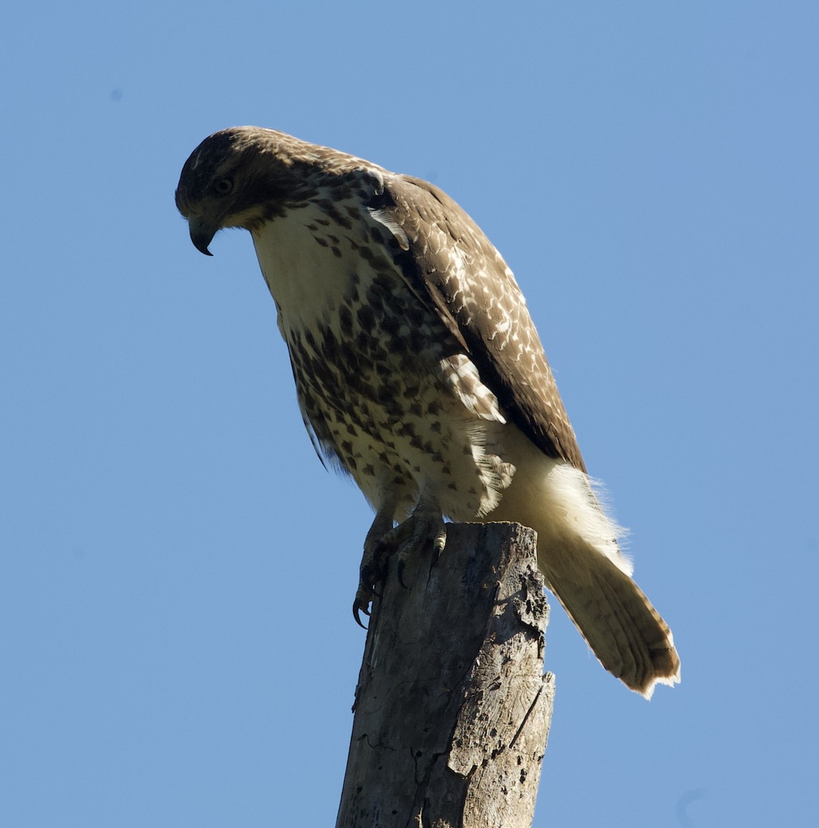 Red-tailed Hawk - ML119773221