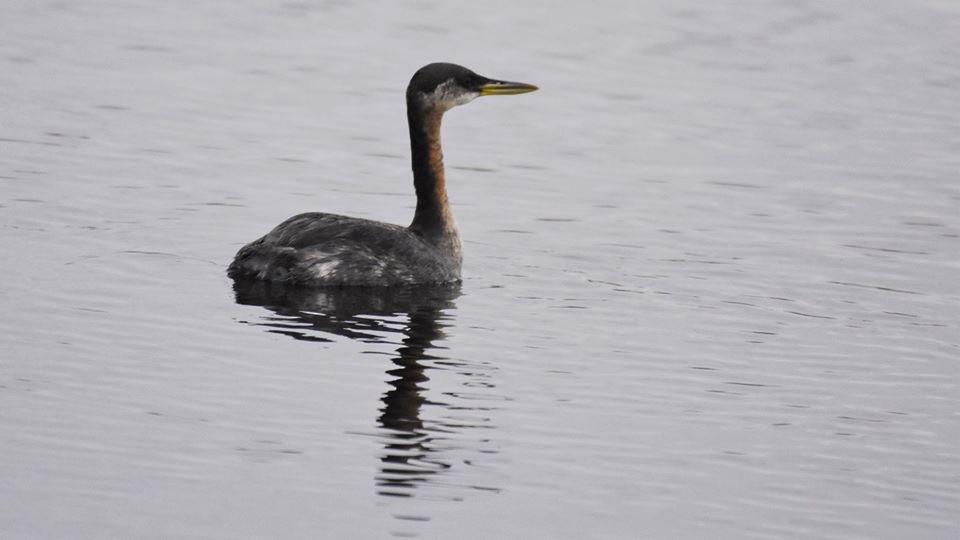 Red-necked Grebe - Adrian Melck