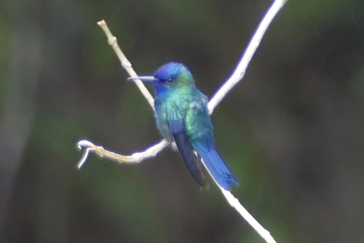 Blue-headed Hummingbird - Peter Kaestner