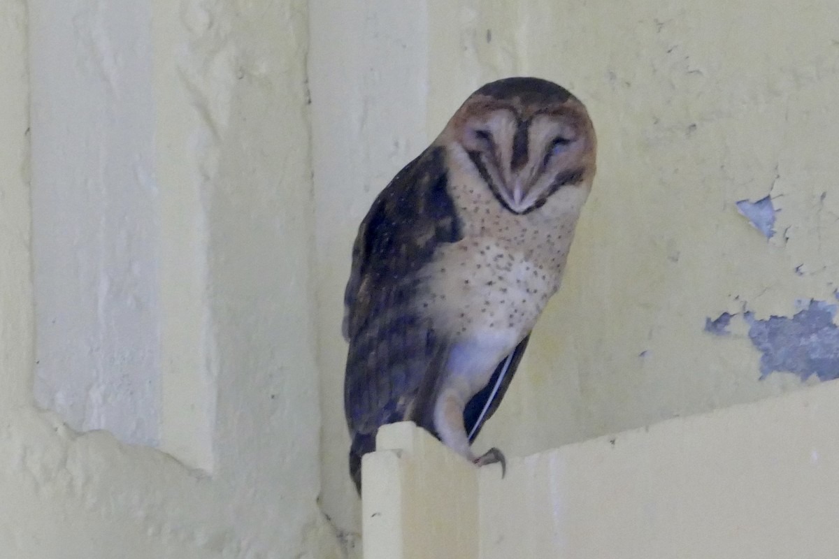 Barn Owl - Peter Kaestner