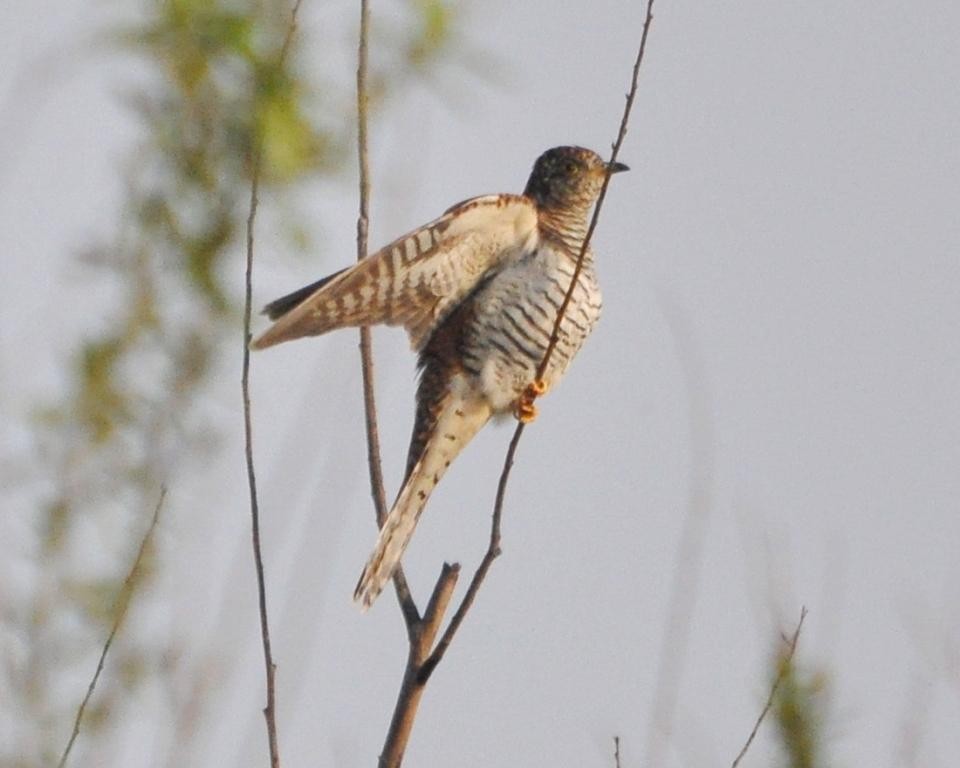 Common Cuckoo - Steve Bale