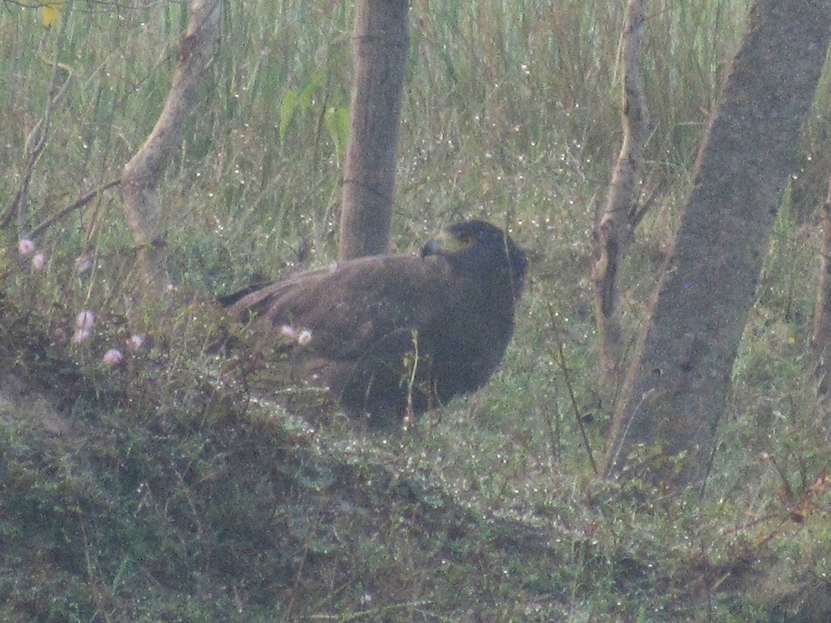 Crested Serpent-Eagle - ML119775921