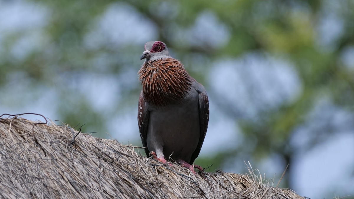 Speckled Pigeon - ML119777091