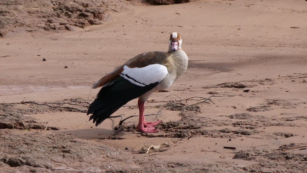 Egyptian Goose - Mike Grant