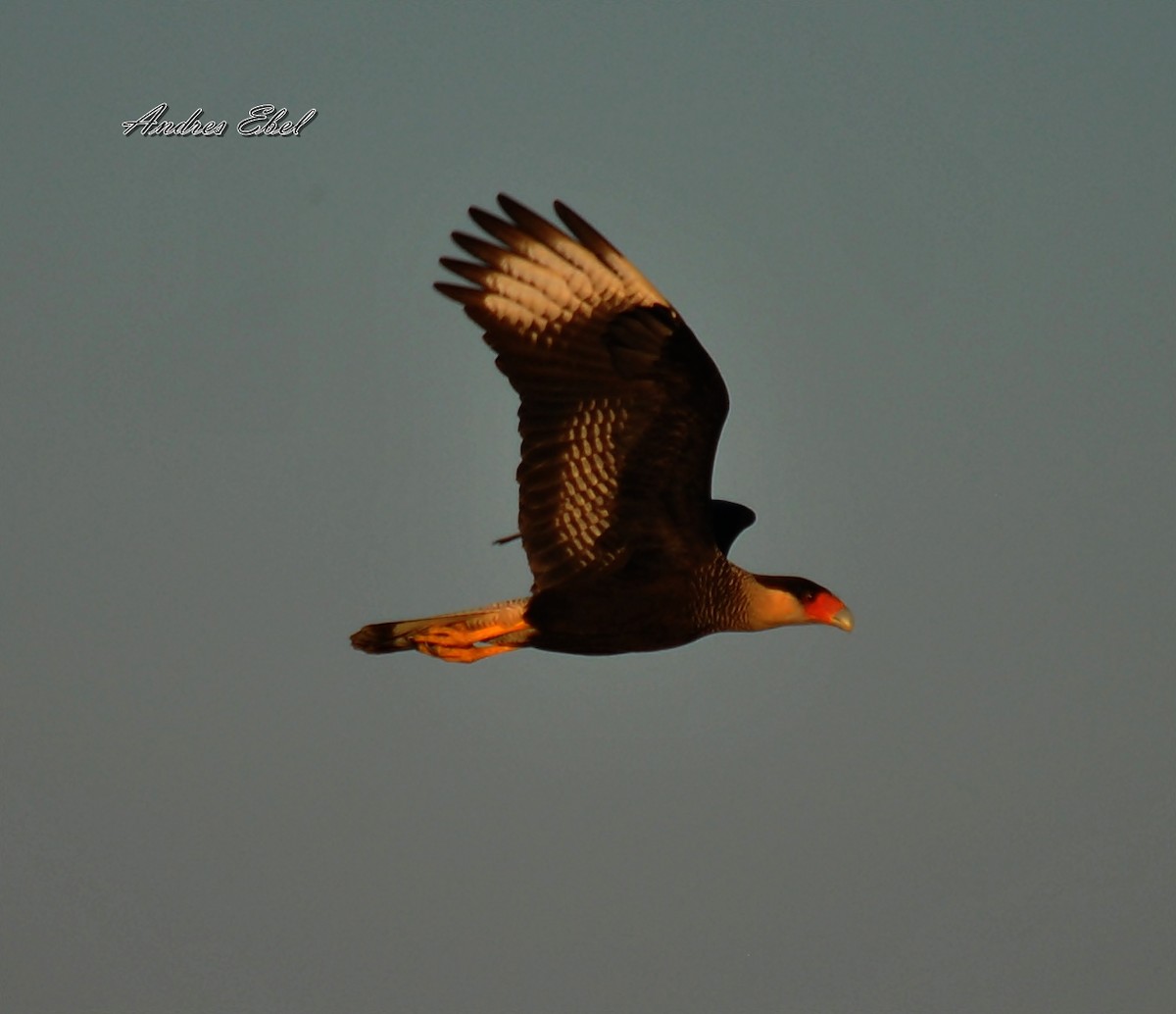 Crested Caracara (Southern) - ML119780551