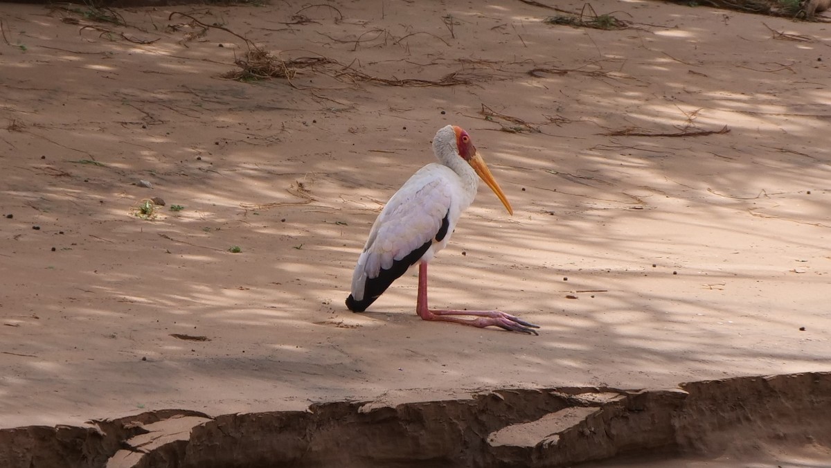 Yellow-billed Stork - Mike Grant