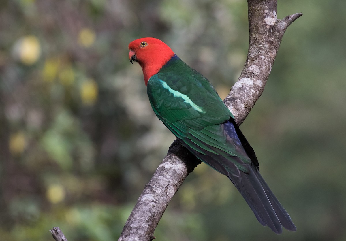 Australian King-Parrot - Simon Best