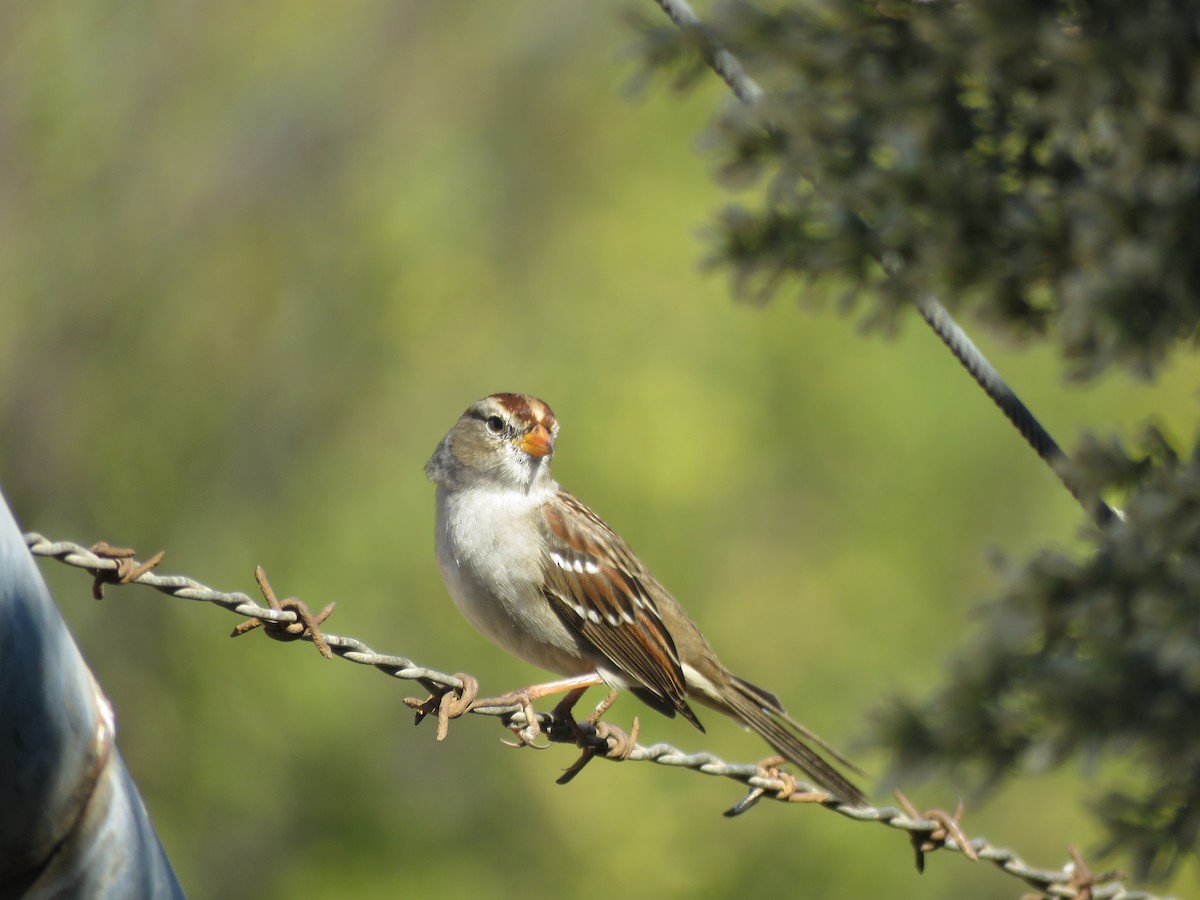 White-crowned Sparrow - Erica Rutherford/ John Colbert