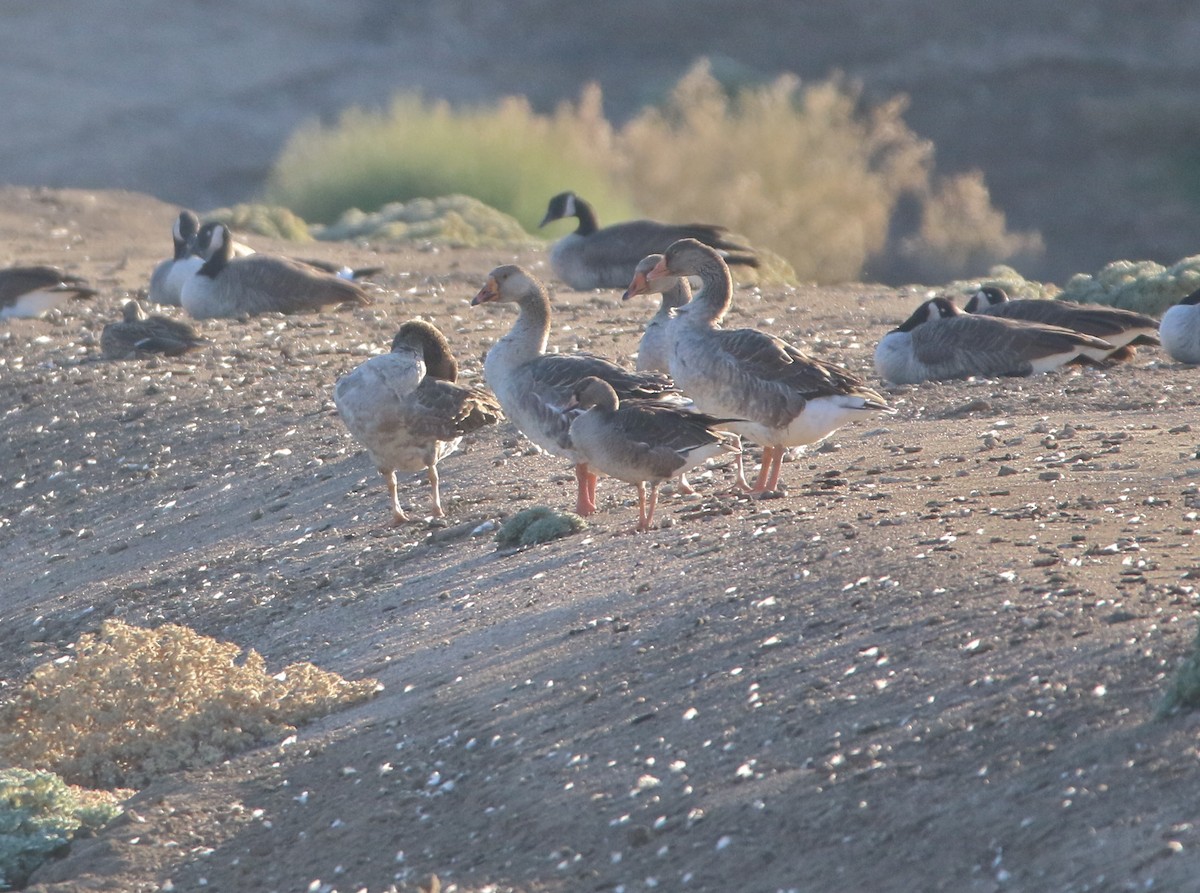 Greater White-fronted Goose - ML119781571