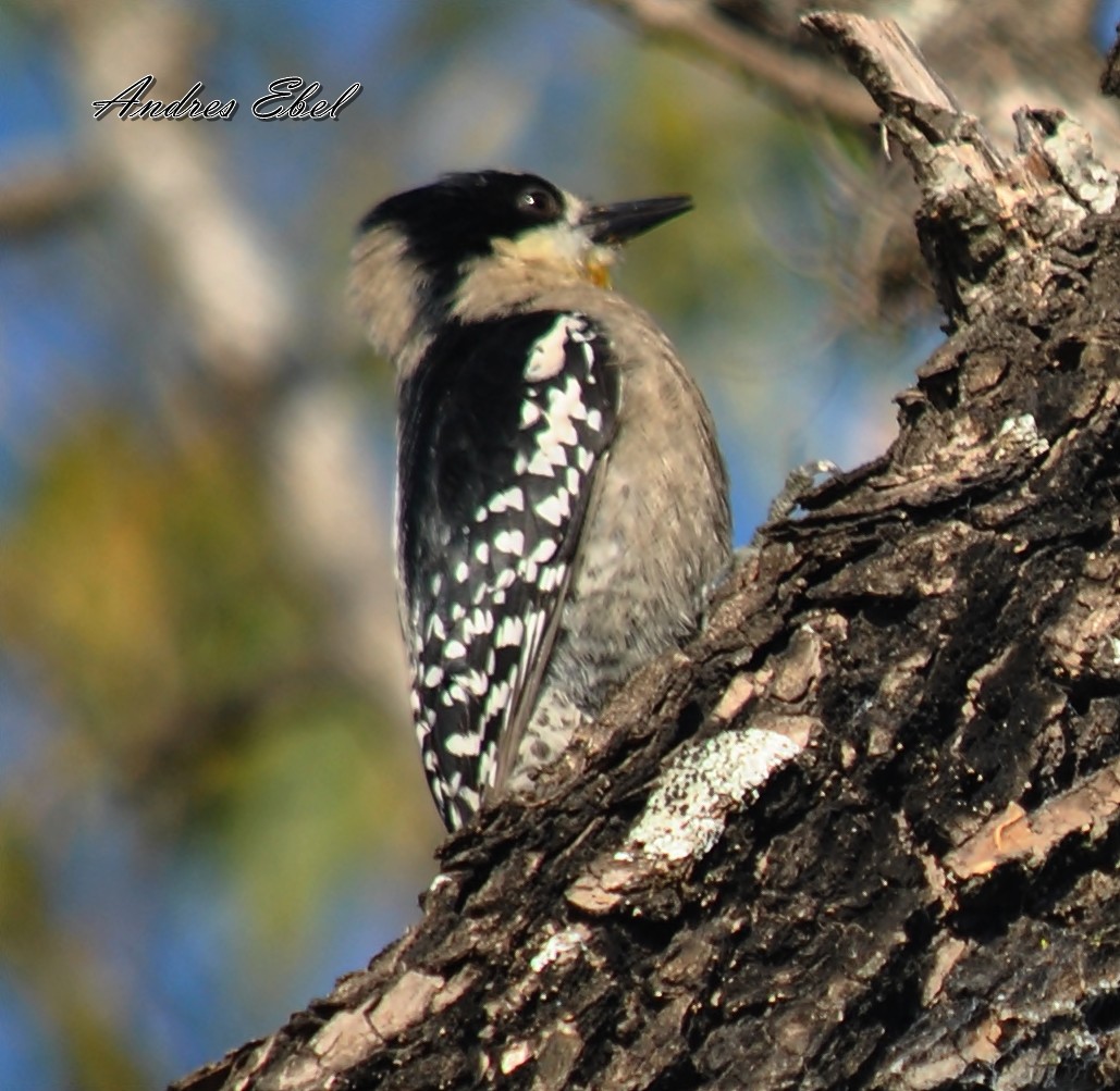 White-fronted Woodpecker - andres ebel