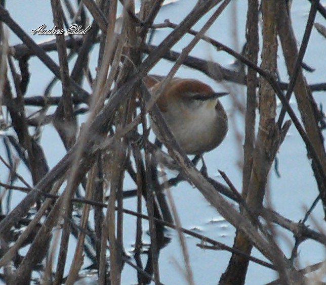 Yellow-chinned Spinetail - ML119782201