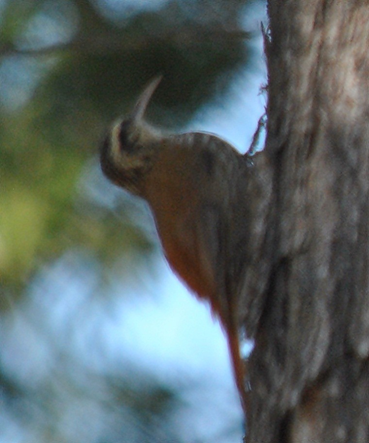 Narrow-billed Woodcreeper - andres ebel