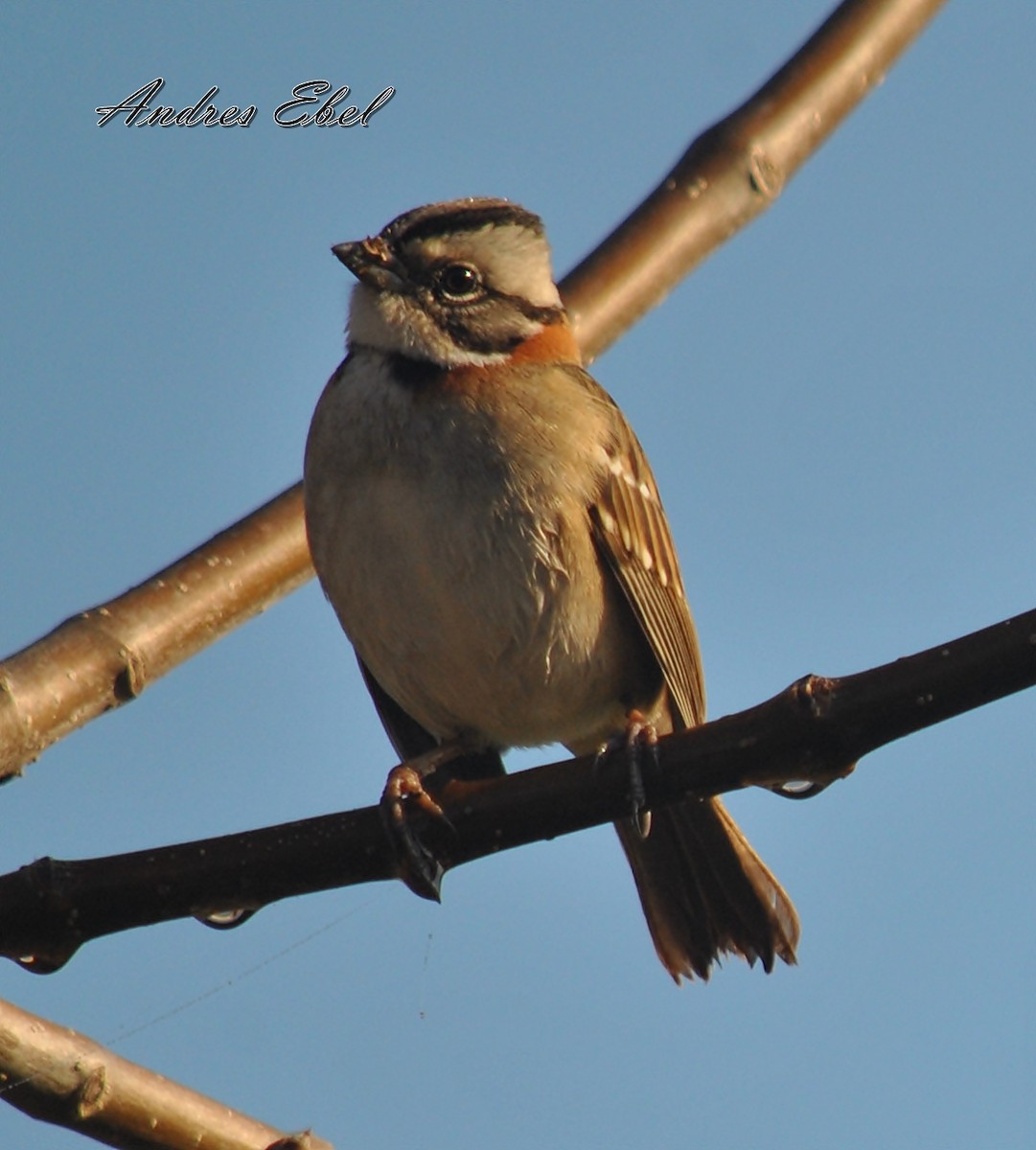 Rufous-collared Sparrow - ML119784301
