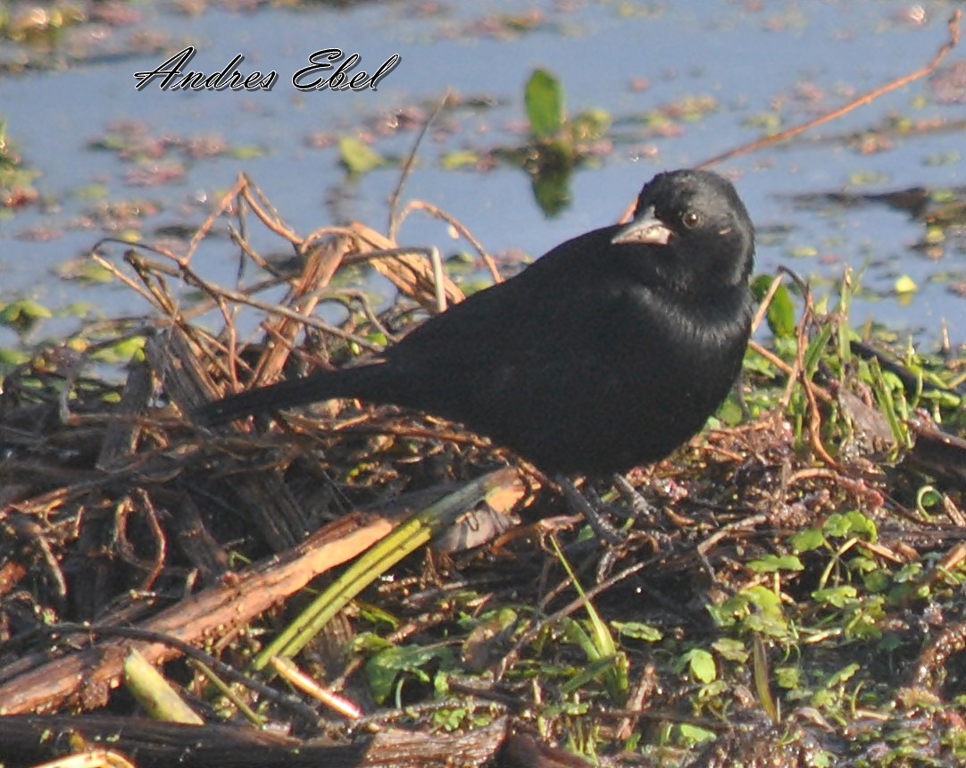 Unicolored Blackbird - andres ebel
