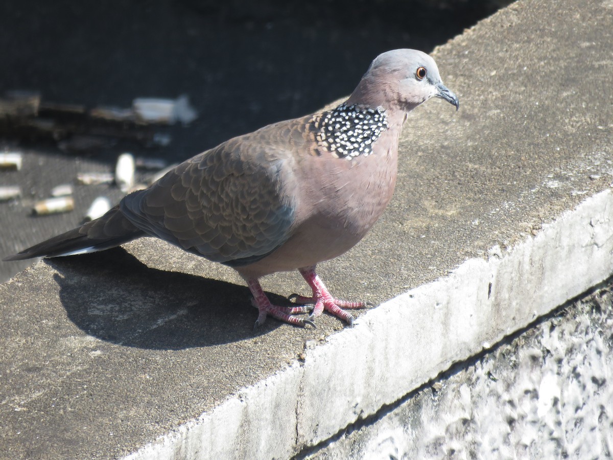 Spotted Dove - Paul Hyde