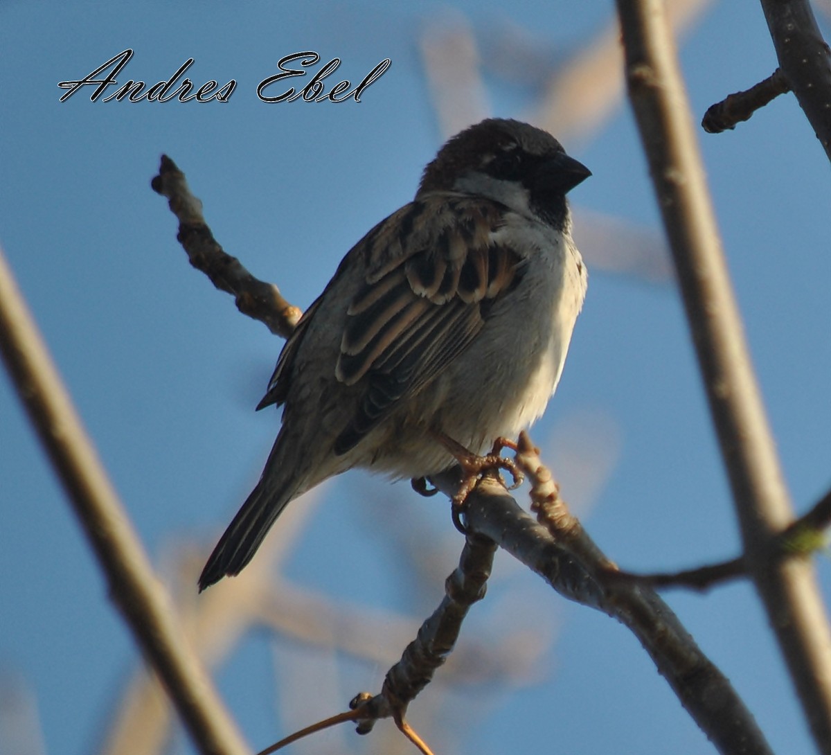 House Sparrow - andres ebel