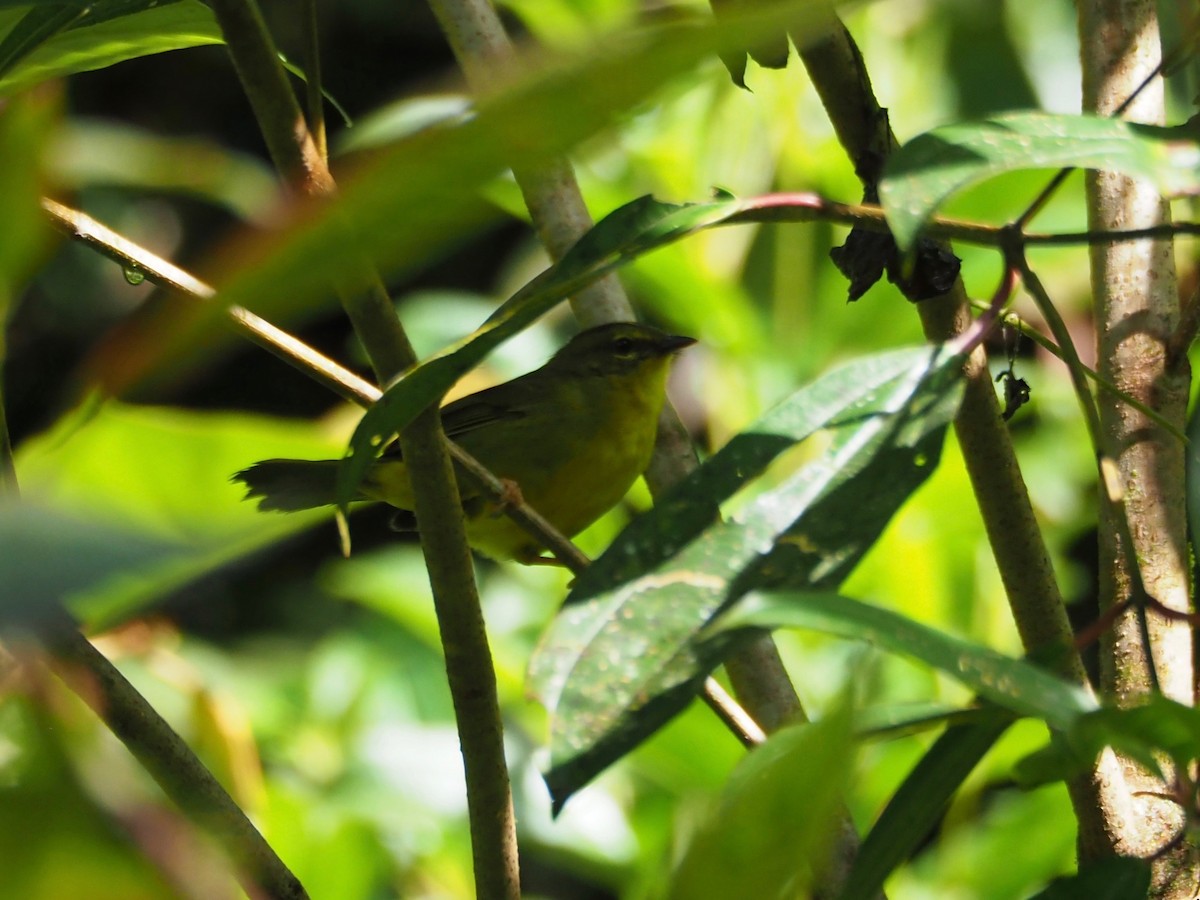 Two-banded Warbler - Kelly Siderio