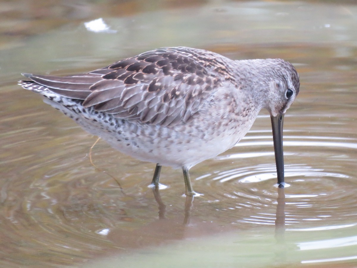 Long-billed Dowitcher - ML119791251