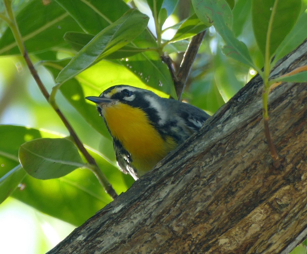 Yellow-throated Warbler (dominica/stoddardi) - ML119791301