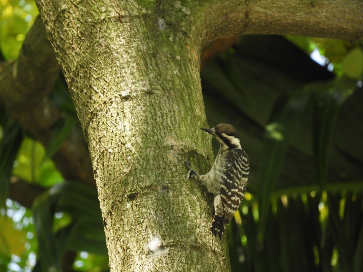 Sunda Pygmy Woodpecker - Oliver Tan