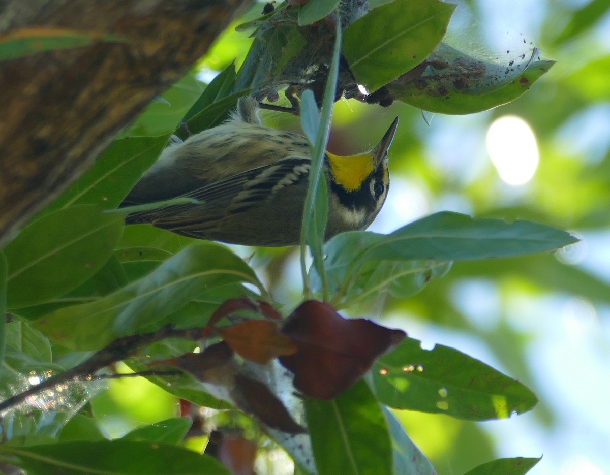 Yellow-throated Warbler (dominica/stoddardi) - ML119791461