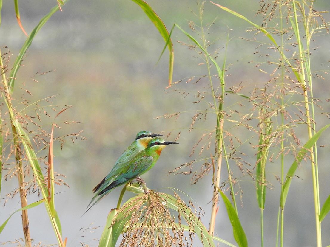 Blue-cheeked Bee-eater - ML119791941