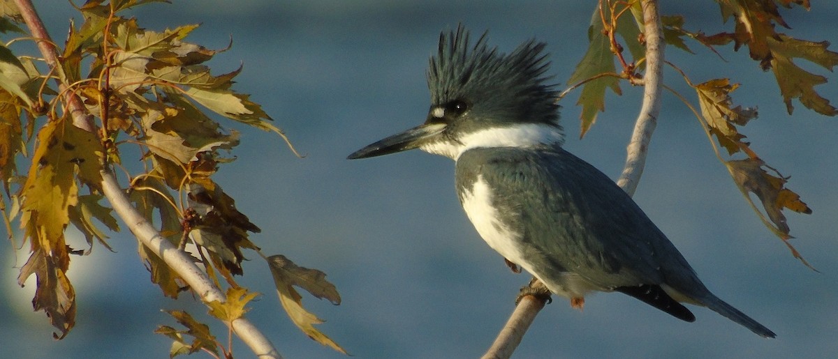Belted Kingfisher - ML119792531