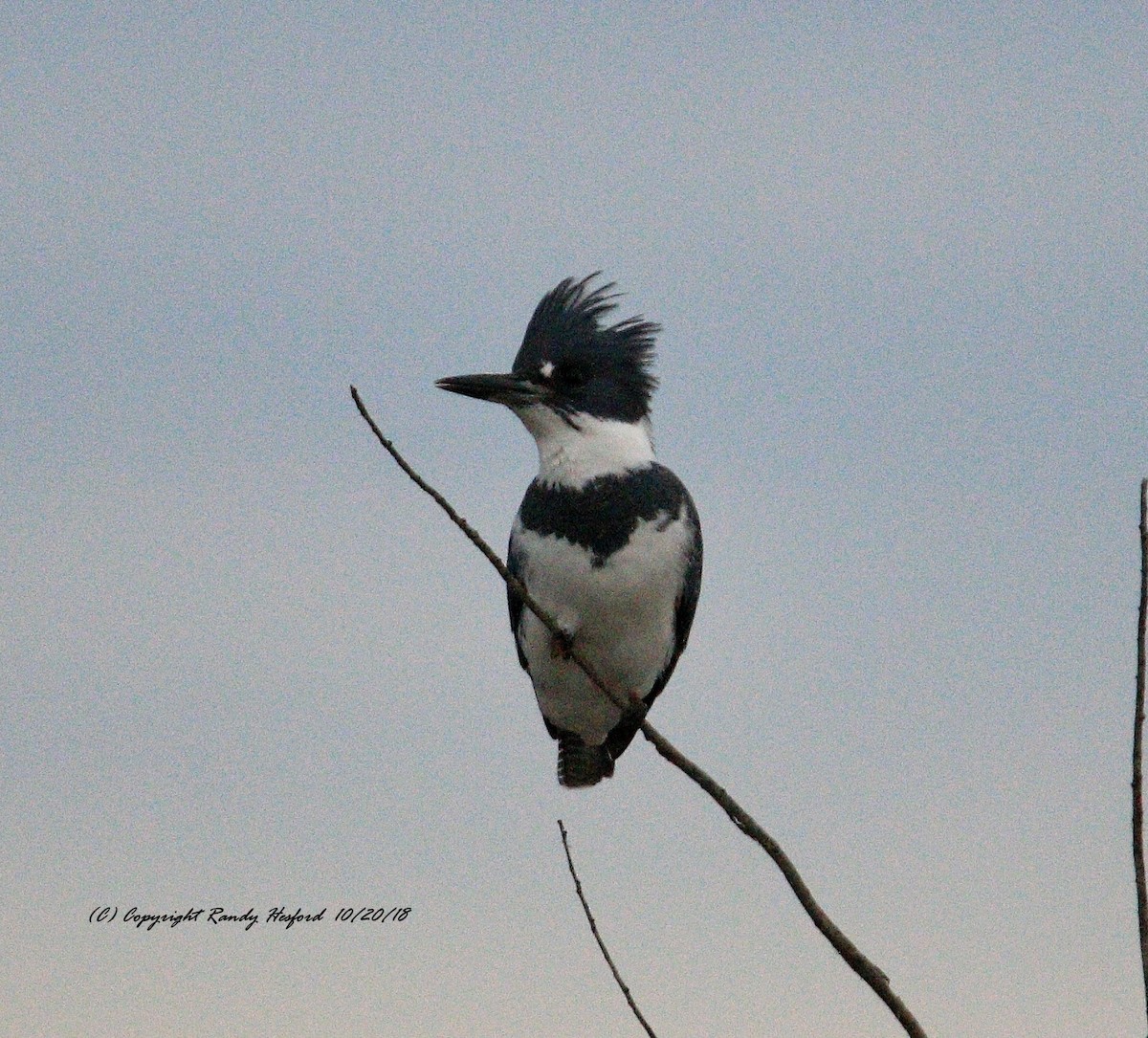 Belted Kingfisher - ML119795331